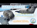 【紋別アザラシシーパラダイス】~色んな場面詰め合わせ2~最近の様子や少し前の様子などシーパラ3頭の日常ですパート2