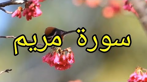سورة مريم لفضيلة الشيخ عمر القزابري (رواية ورش)
