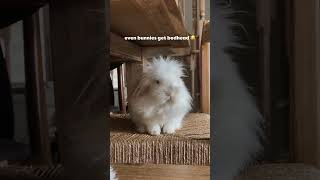 Little Cloud turns into a very floofy cloud after a good nap 🤭🥰 Do your bunbuns get bedhead too?