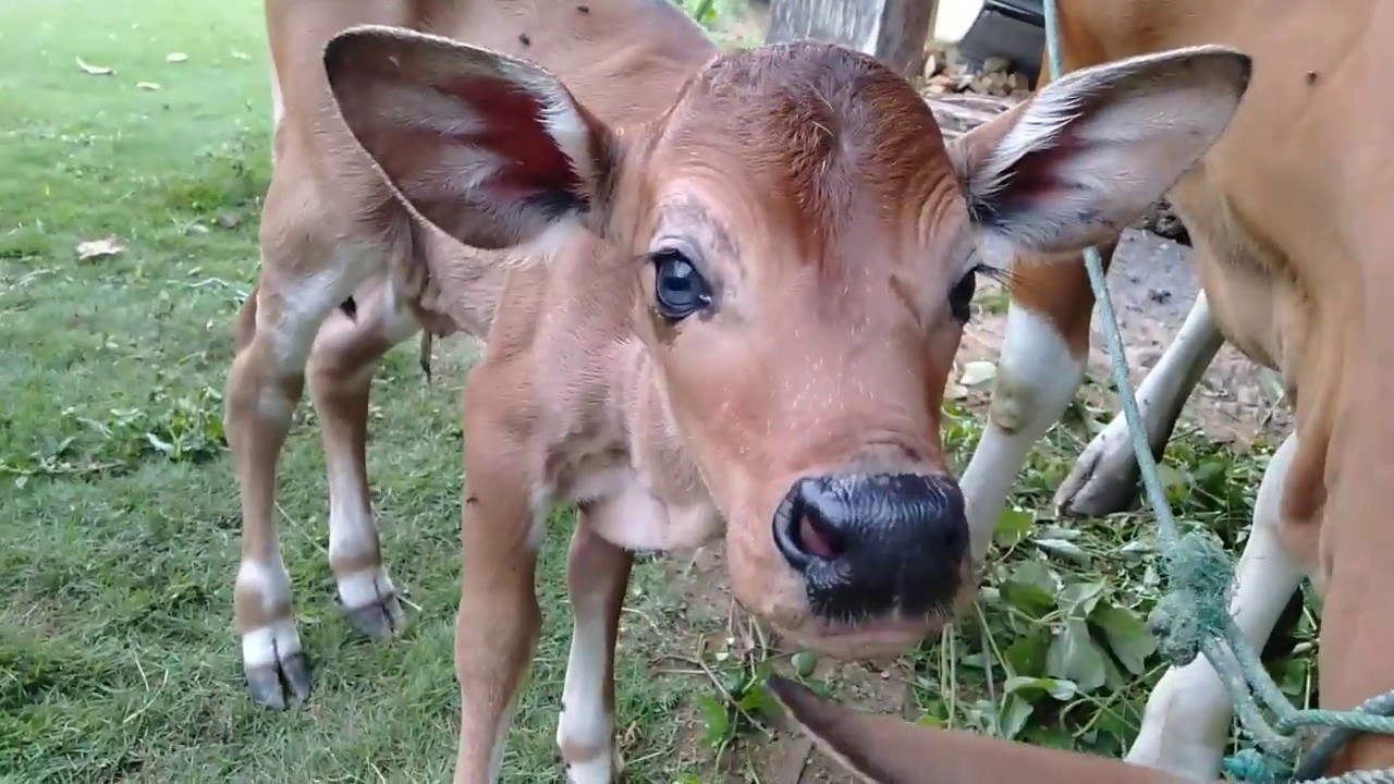  Sapi melahirkan  anak jantan YouTube