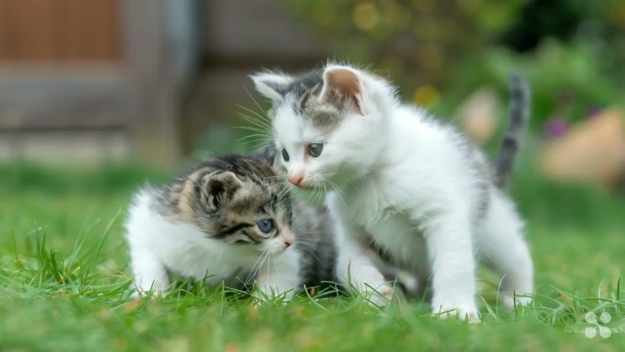 two small white and gray kittens are playing on the lawn