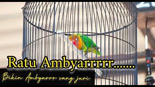 LOVE BIRD RATU AMBYR BIKIN AMBIYAR dengan gaya dan durasinya