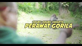 Mengurus Sejak Kecil, Inilah Kisah Perawat Gorila Ragunan