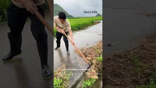 Shoveling Mud and Straw After the Rain 🌧️🧹