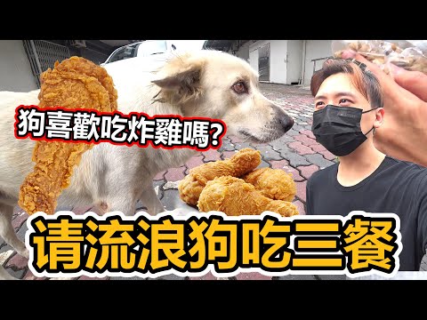 請流浪狗吃三餐！狗會喜歡吃炸雞嗎？我去快餐店買炸雞請狗吃！