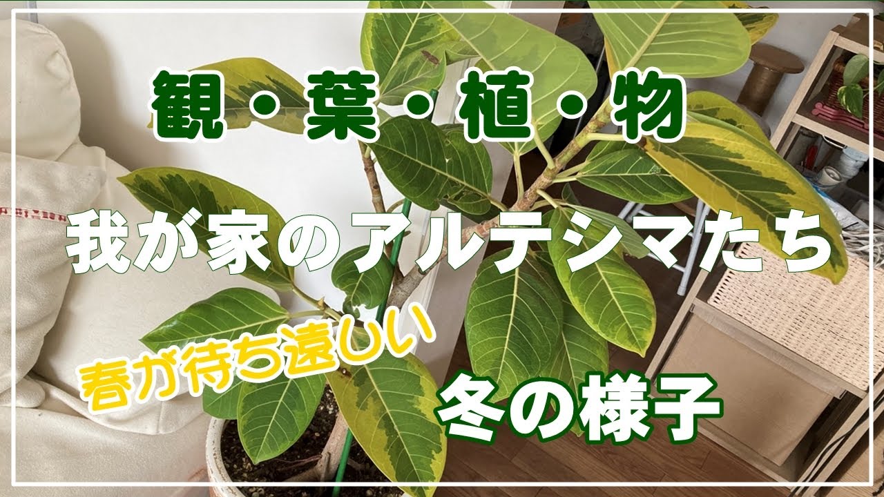 観葉植物】フィカス・アルテシマ／冬の様子や植え替えのその後。 - YouTube