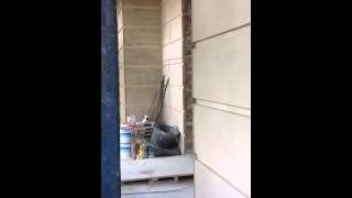 Cement Rendering Rustication Line Work