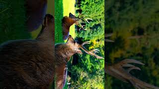 Pure Nature Moments 🐾💚