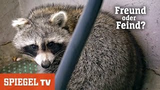 Waschbären-Plage: Freund oder Feind? | SPIEGEL TV
