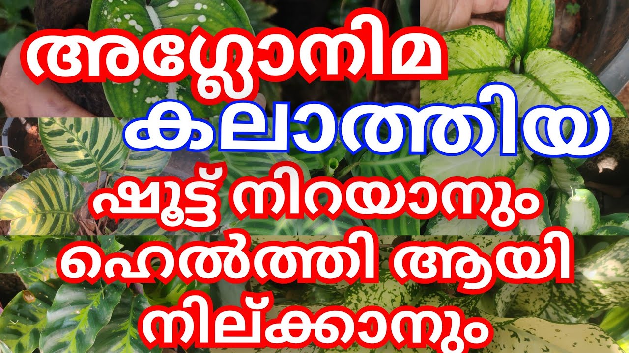 “Aglaonema & Calathea Care Tips 🌿  | Soil Mix, SAFF, Compost & Cow Dung | Indoor Plant Care”