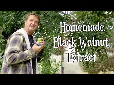 How To Make Homemade Extracts: Black Walnuts