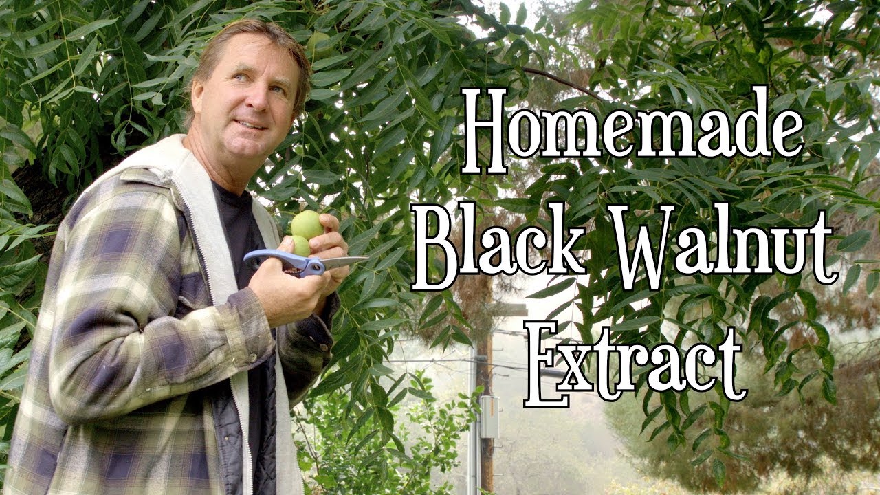 How To Make Homemade Extracts Black Walnuts YouTube