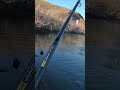 СХОД ФОРЕЛИ НА УСТЬ-КАМЕНОГОРСКОМ ВОДОХРАНИЛИЩЕ. #fishing #рыбалка #форель
