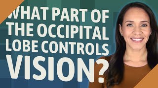 What part of the occipital lobe controls vision?