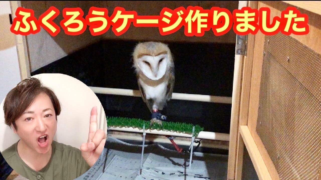 メンフクロウ チリ人の友達とふくろうケージを作りました Youtube