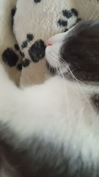 котик спит - YouTube