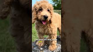 How can you pick a teddy bear Labradoodle? #labradoodle #f1b Generations explained