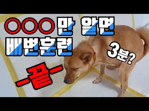Dog bowel training
