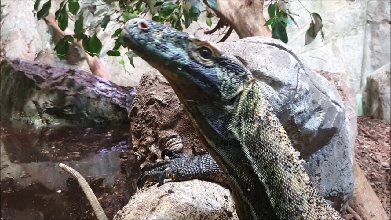 Drei Junge Komodo Warane Im Haus Des Meeres YouTube