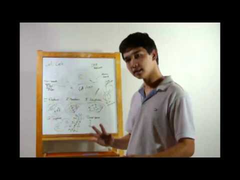 07 - The Cell Cycle