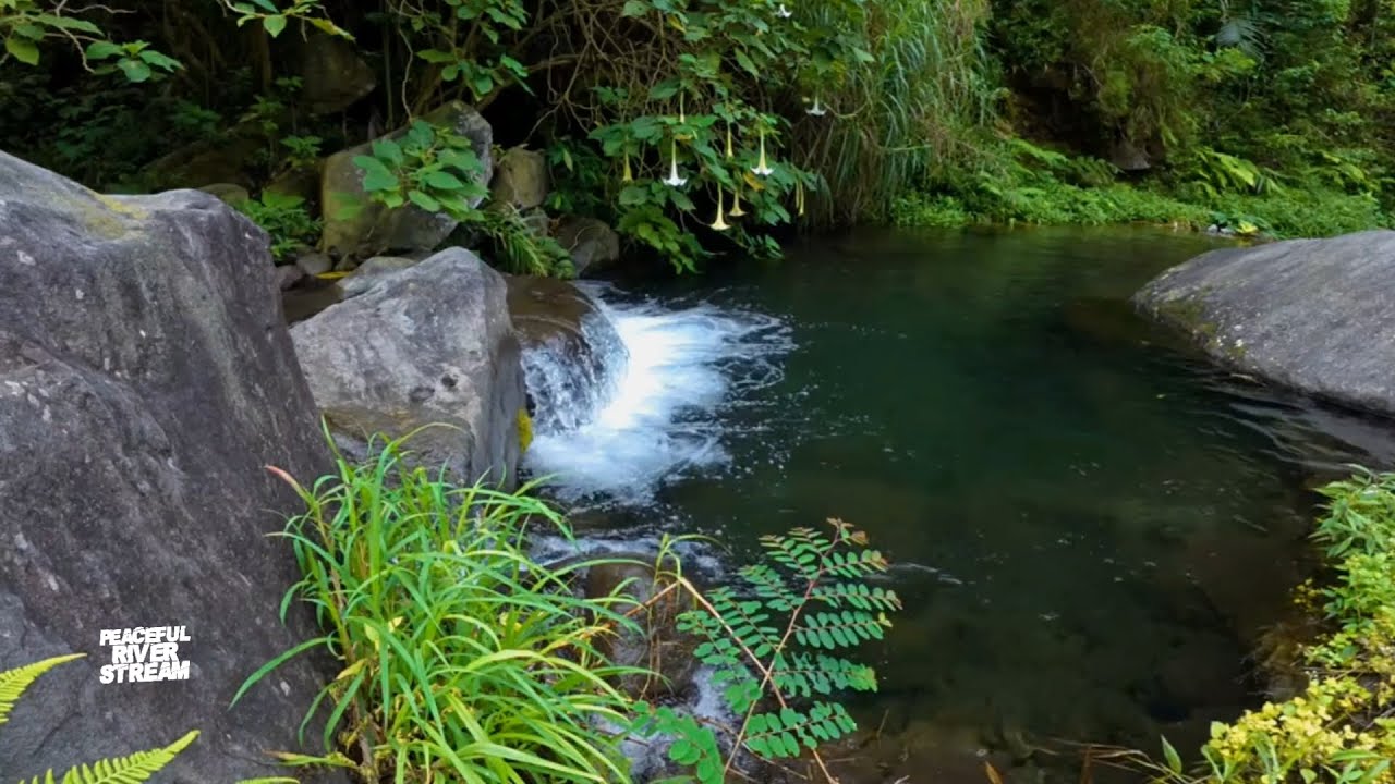 This Gentle River Makes Falling Asleep Easy 🌊 Nature Sounds