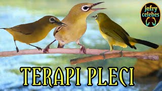 terapi pleci agar cepat buka paruh,ngalas dan gacor.