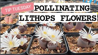 POLLINATING LITHOPS FLOWERS πΌπ±π