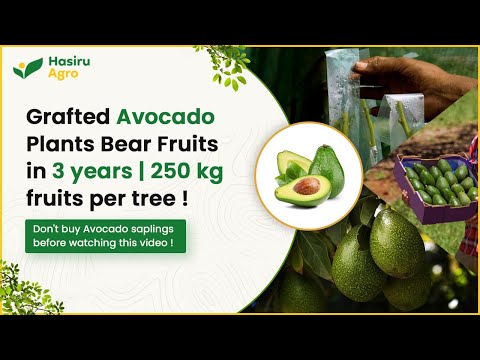 Avocado saplings production| Best grafted plants in India | Disease resistant varieties - video from Hasiru Agro