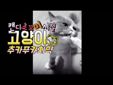 [까까캔디] 치약 먹는고양이 