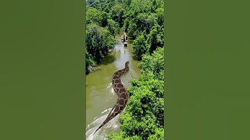 snack    #snake #wildlife #amazon #anaconda #crocodile #giant #animals #python