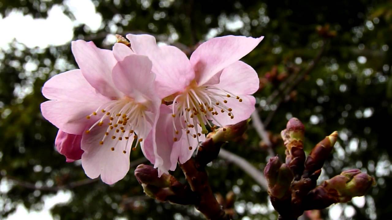 12河津桜開花 岡山県倉敷市福田公園 Youtube