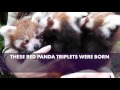 RED PANDAS!! X3! BABY RED PANDA TRIPLETS!!