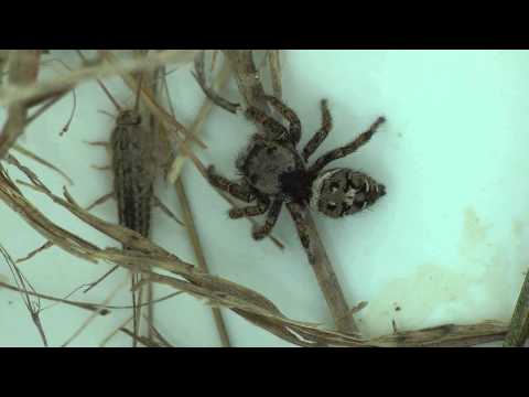 Video: Spider-silverfish - tus tswv ntawm lub tsev fuabtais saum huab cua