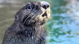 Famous Rare look behind the scenes at the still-closed Seattle Aquarium - KING 5 Evening Profile