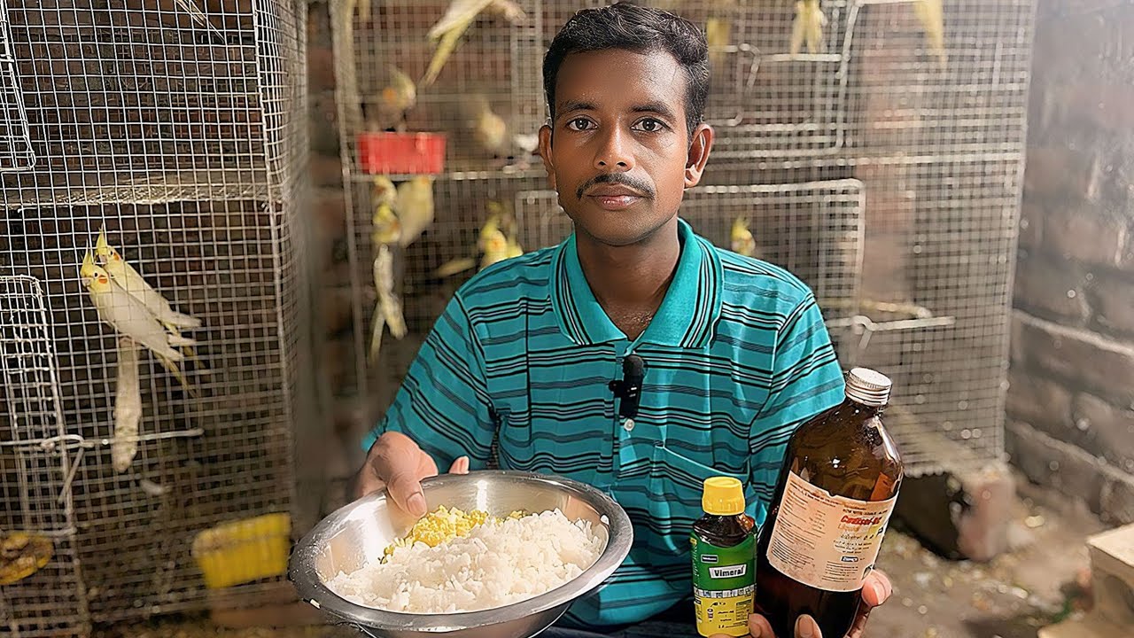 ককটেল পাখিকে হাড়ি দেওয়ার পর আমি ককটেল পাখিকে কি কি খাবার দেই এবং কি মেডিসিন ব্যবহার করি আসুনদেখি##