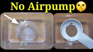 TRY THIS! How To Hatch BRINESHRIMP EGGS 🤫(No Airpump)