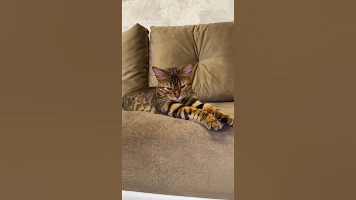 Video 11088881: bengal leopard cat, leopard cat pet