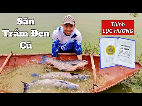Câu Lục | Săn Trắm Đen Cũ ở Hồ Câu Sỹ Huế Cực Hiệu Quả