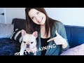 How to Housebreak and Crate Train a Puppy in 3 days! | In steps! | Advice from a Dog Trainer