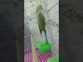 Beautiful Bird Vlogs & Nature Clips
