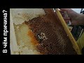 Погибли 3 семьи пчёл (31.01.2021)