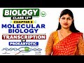 #Transcription in Prokaryotes 🧬 #biology 