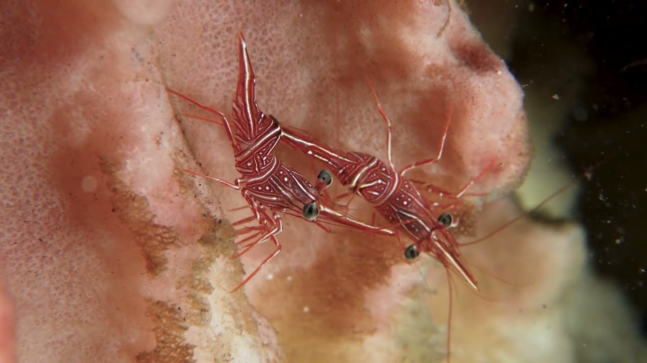 Dive Seraya, Tulamben, Bali, Indonesia 191125 2A