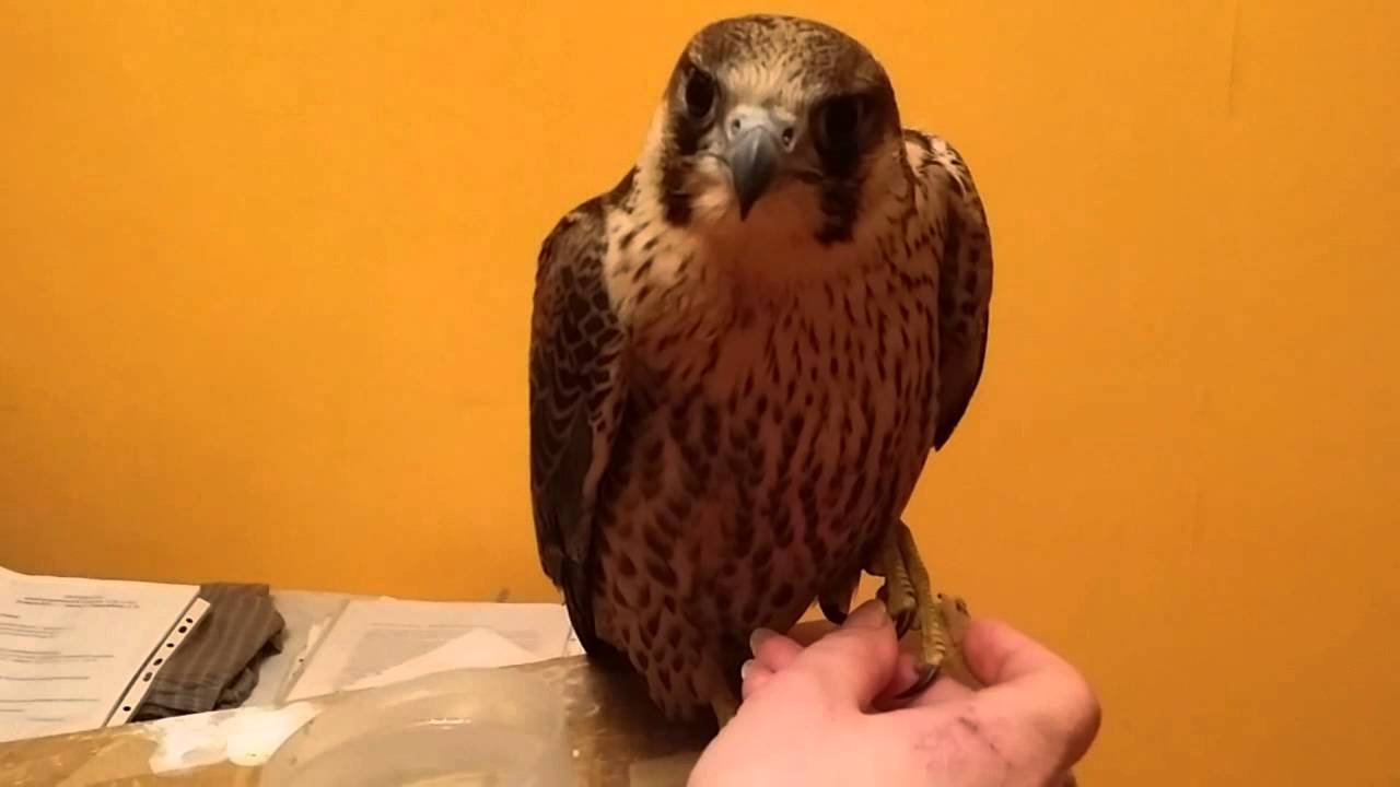 Милая птичка