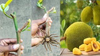 Grow jackfruit Tree Faster With These Tips | How to grow jackfruit 