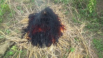 CÁ CHUỐI NƯỚNG RƠM _ CÁ LÓC NƯỚNG TRUI ( SỰ CỐ ĐÁNG TIẾC ) -   grilled fish by using straws burning