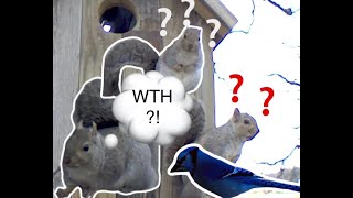 Squirrel Freak Out-Caught off Guard by Blue Jay | My Backyard Friends
