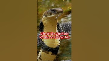 So Sánh Nọc Độc Rắn Hổ Mang Chúa Với Rắn Cạp Nong Và Rắn Cạp Nia #shorts #hổmangchúa