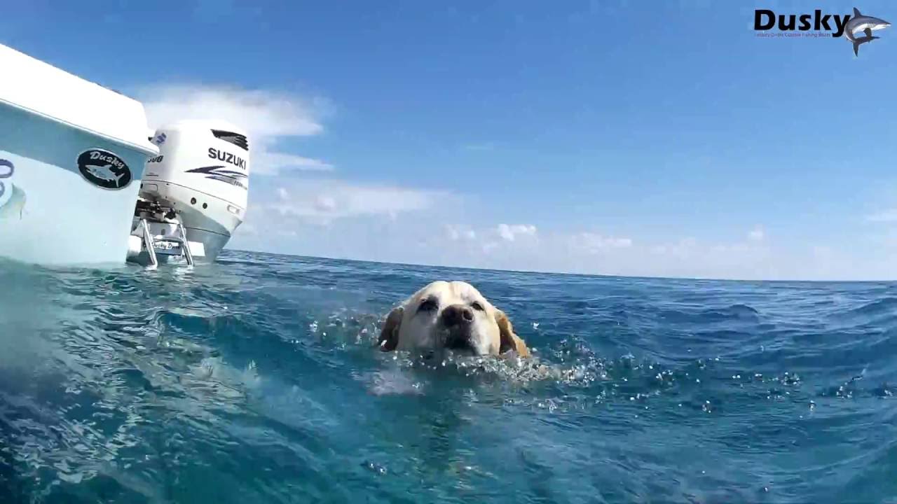 WASPcam - ICAST 2016 Promo