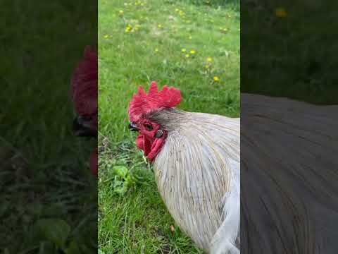 Funny chicken 😁 #shorts #chicken #animals